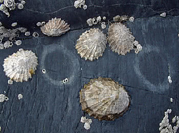 Limpets with two scars left on the rocks